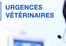 Urgences Veterinaires