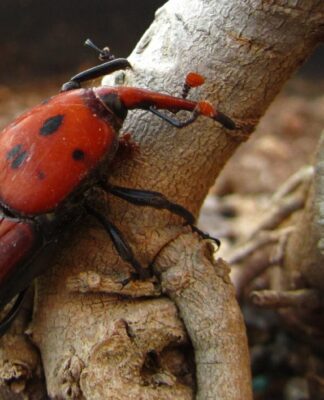 Lutte Collective contre les nuisibles du palmier Lutte Collective contre les nuisibles du palmier.