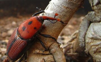 Lutte Collective contre les nuisibles du palmier Lutte Collective contre les nuisibles du palmier.