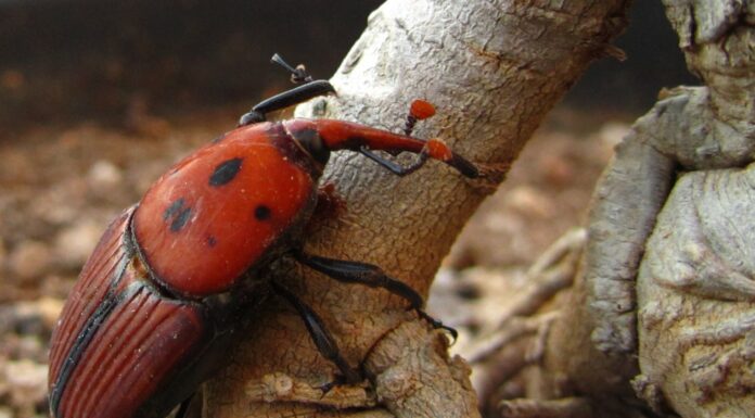 Lutte Collective contre les nuisibles du palmier.