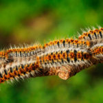 Lutte contre la chenille processionnaire