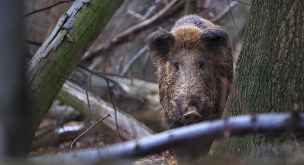 Battue administrative