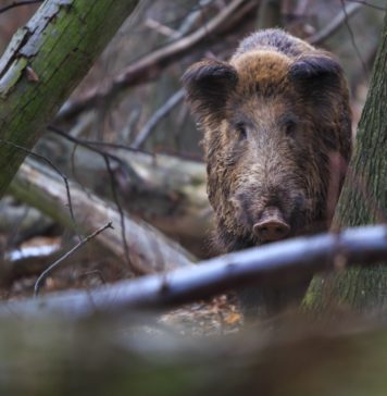 Battue administrative