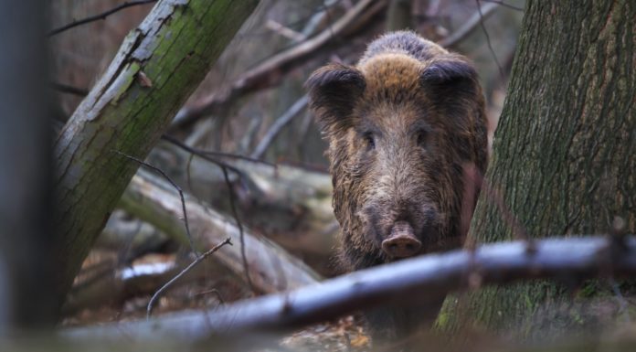 Battue administrative