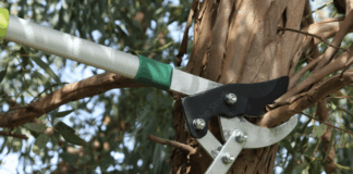 ÉLAGAGE DES ARBRES – stationnement interdit