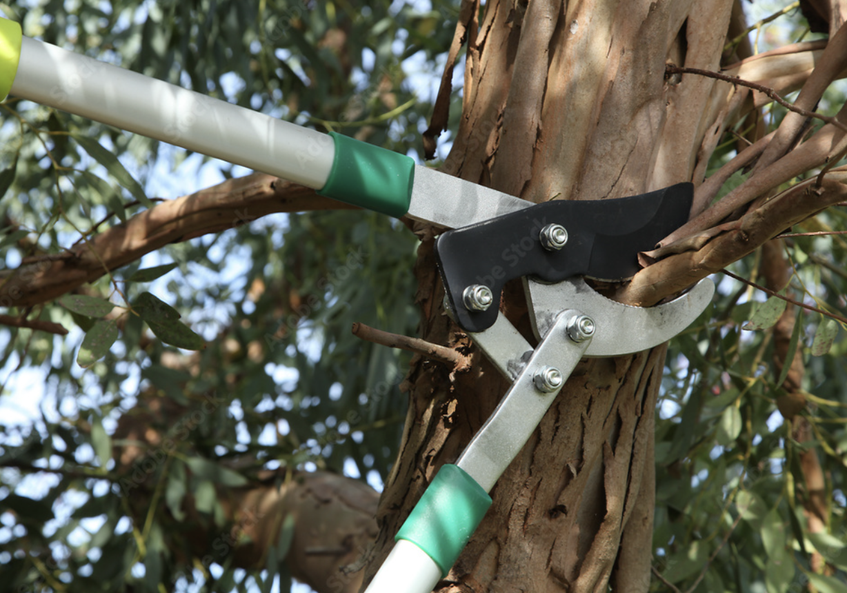 Image non disponible